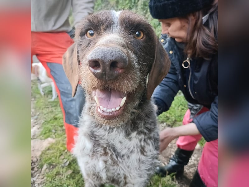 Jack - lebensfroher Drahthaarmix sucht sportliche Familie mit Herz und Hundeverstand