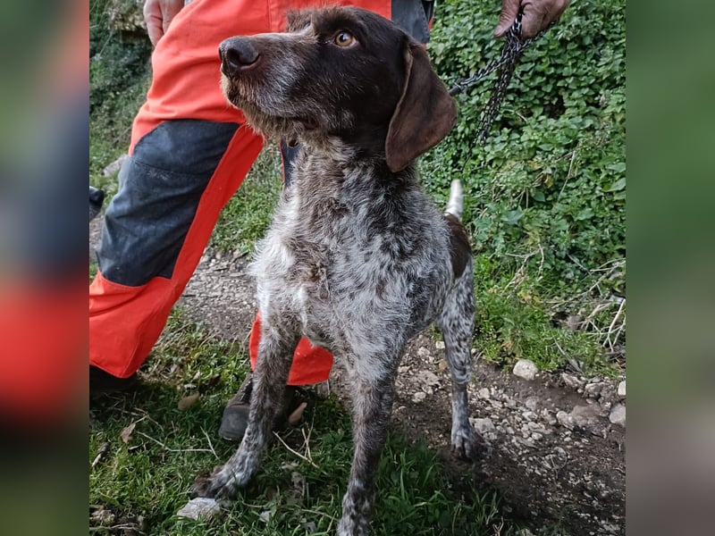 Jack - lebensfroher Drahthaarmix sucht sportliche Familie mit Herz und Hundeverstand