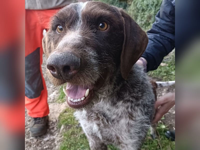 Jack - lebensfroher Drahthaarmix sucht sportliche Familie mit Herz und Hundeverstand