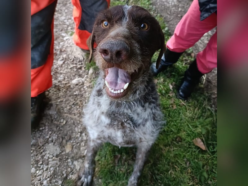 Jack - lebensfroher Drahthaarmix sucht sportliche Familie mit Herz und Hundeverstand