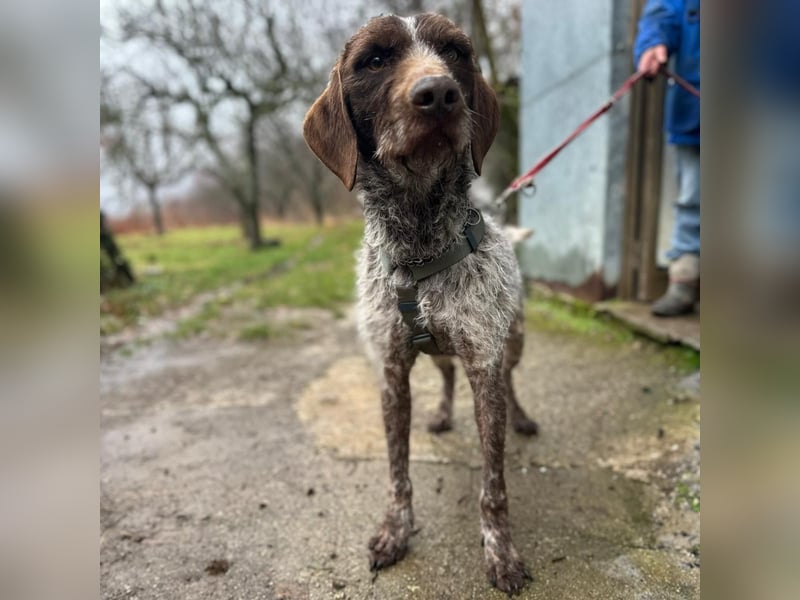 Jack - von der Kette ins Glück?  Fröhlicher Drahthaarmix sucht sportliche & liebevolle Familie