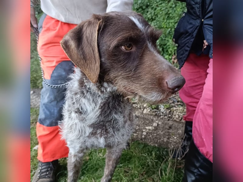 Jack - lebensfroher Drahthaarmix sucht sportliche Familie mit Herz und Hundeverstand