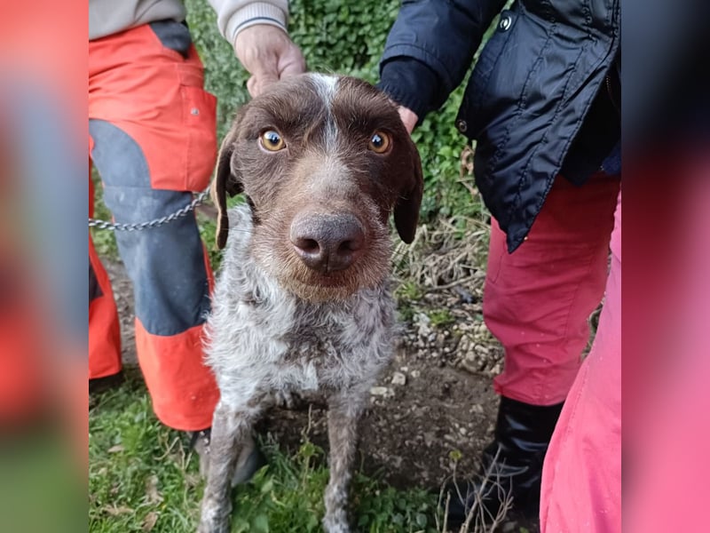 Jack - lebensfroher Drahthaarmix sucht sportliche Familie mit Herz und Hundeverstand