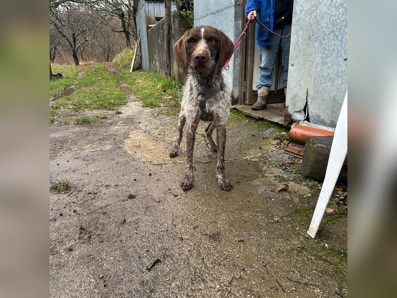 Jack - von der Kette ins Glück?  Fröhlicher Drahthaarmix sucht sportliche & liebevolle Familie