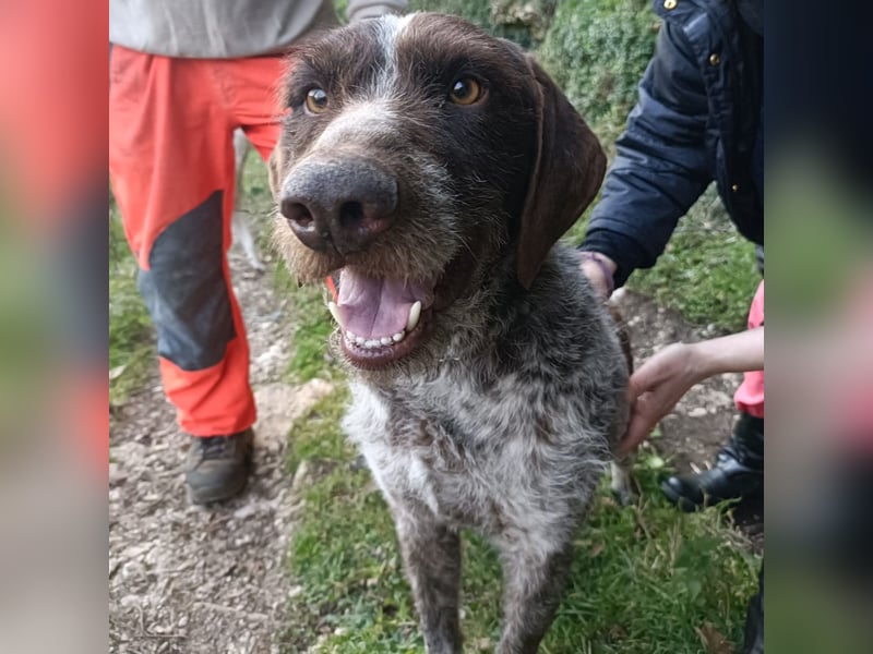 Jack - lebensfroher Drahthaarmix sucht sportliche Familie mit Herz und Hundeverstand