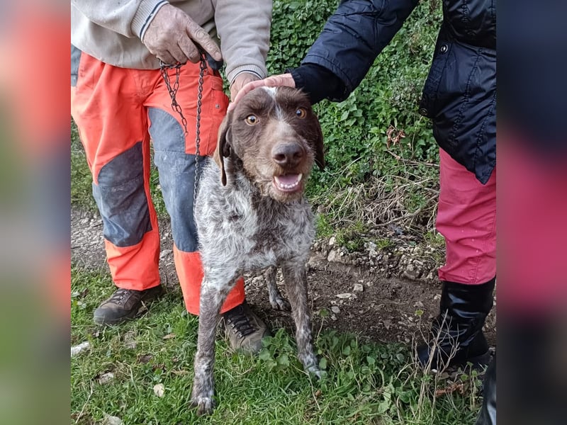 Jack - lebensfroher Drahthaarmix sucht sportliche Familie mit Herz und Hundeverstand