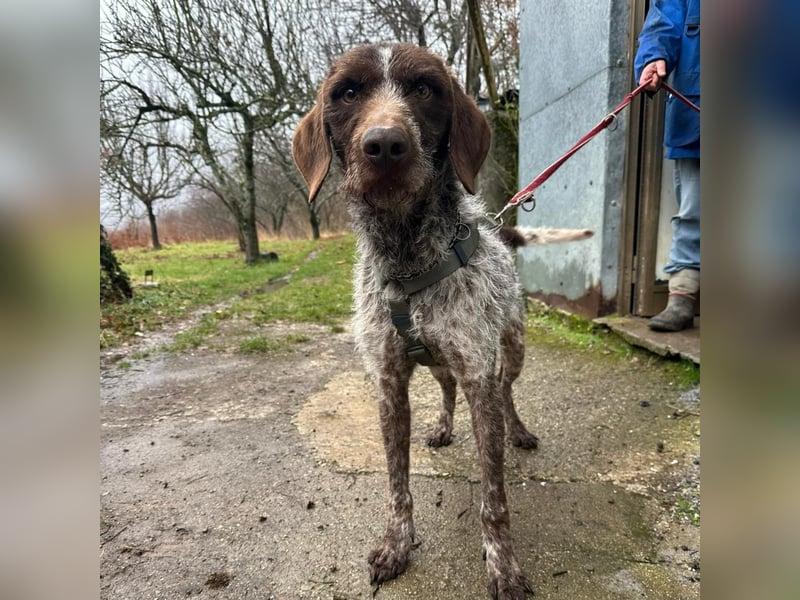 Jack - von der Kette ins Glück?  Fröhlicher Drahthaarmix sucht sportliche & liebevolle Familie