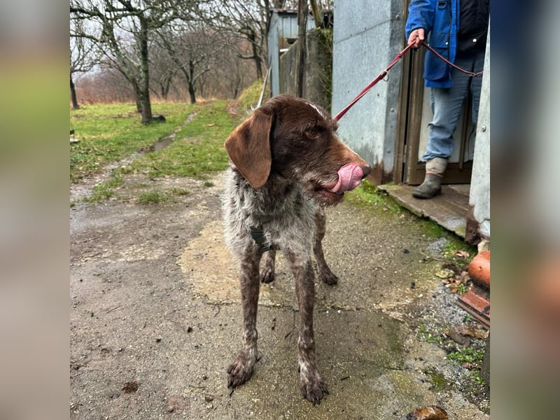 Jack - von der Kette ins Glück?  Fröhlicher Drahthaarmix sucht sportliche & liebevolle Familie