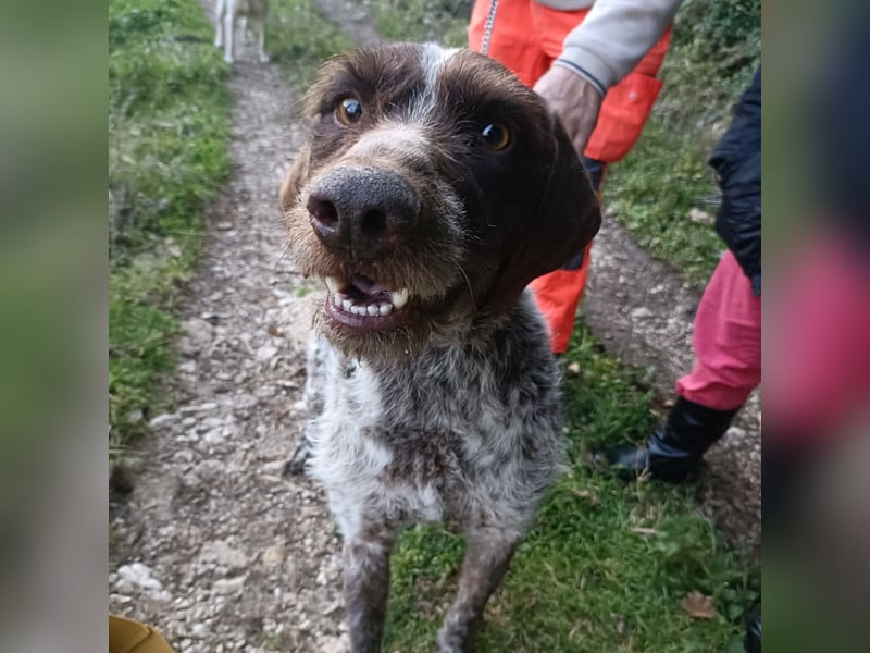 Jack - lebensfroher Drahthaarmix sucht sportliche Familie mit Herz und Hundeverstand