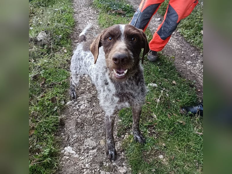 Jack - lebensfroher Drahthaarmix sucht sportliche Familie mit Herz und Hundeverstand