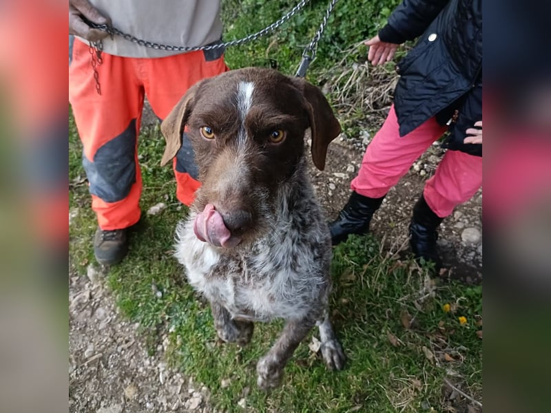 Jack - lebensfroher Drahthaarmix sucht sportliche Familie mit Herz und Hundeverstand