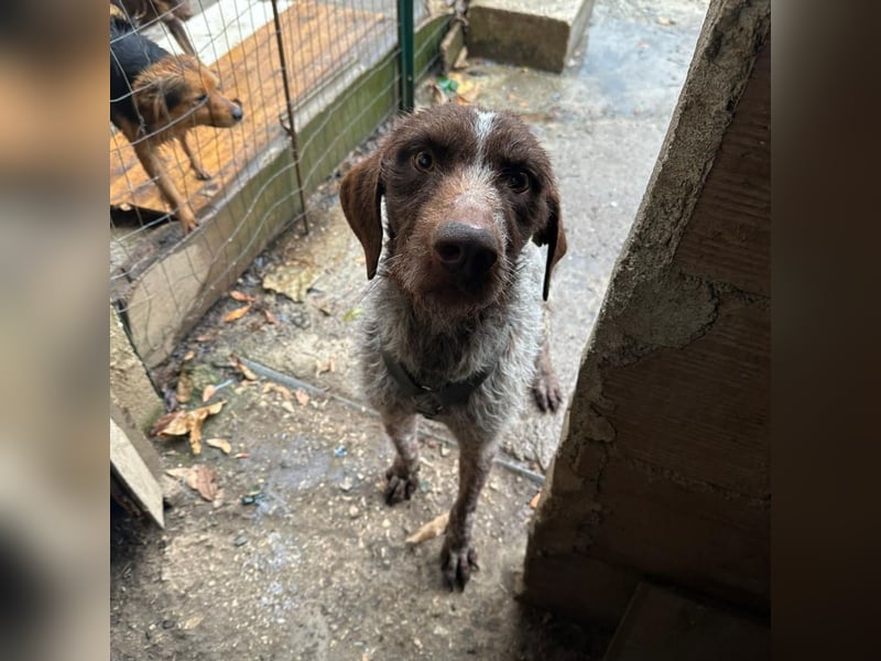 Jack - von der Kette ins Glück?  Fröhlicher Drahthaarmix sucht sportliche & liebevolle Familie