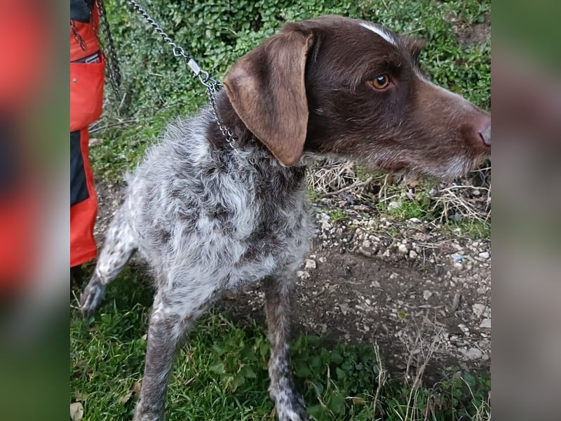 Jack - lebensfroher Drahthaarmix sucht sportliche Familie mit Herz und Hundeverstand