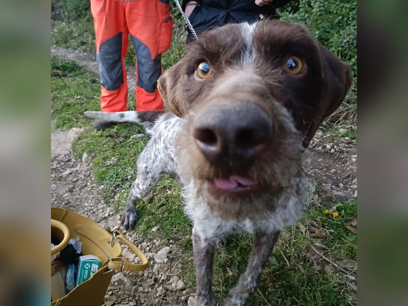 Jack - lebensfroher Drahthaarmix sucht sportliche Familie mit Herz und Hundeverstand