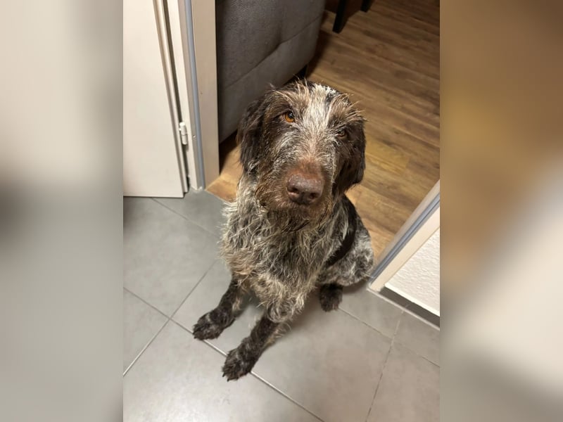 Juna - Traumhündin sucht aktive Menschen