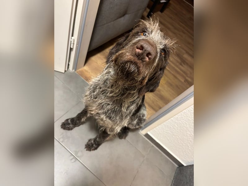 Juna - Traumhündin sucht aktive Menschen