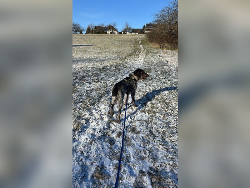 Juna - Traumhündin sucht aktive Menschen