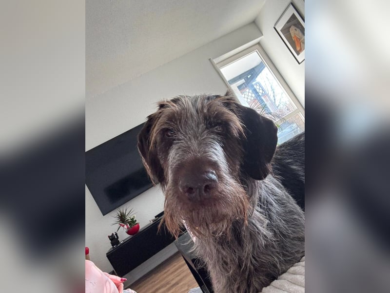 Juna - Traumhündin sucht aktive Menschen