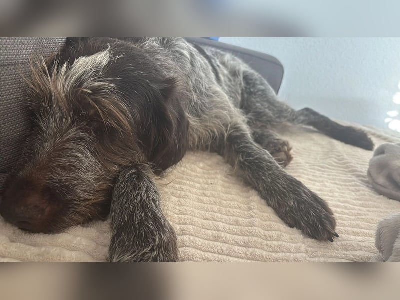 Juna - Traumhündin sucht aktive Menschen