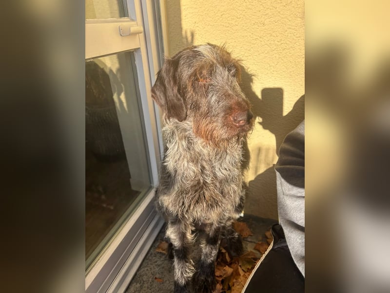 Juna - Traumhündin sucht aktive Menschen