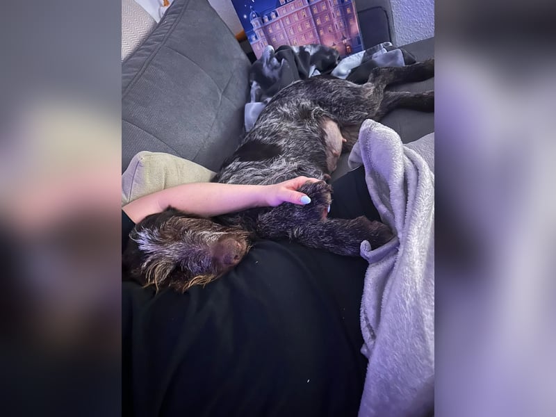 Juna - Traumhündin sucht aktive Menschen