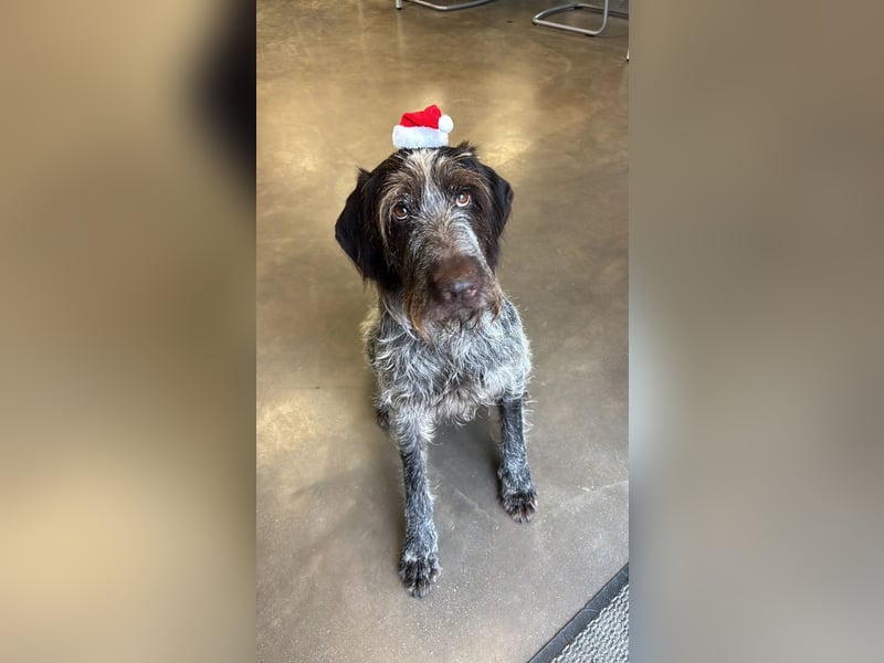 Juna - Traumhündin sucht aktive Menschen