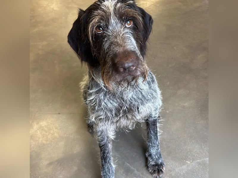 Juna - Traumhündin sucht aktive Menschen