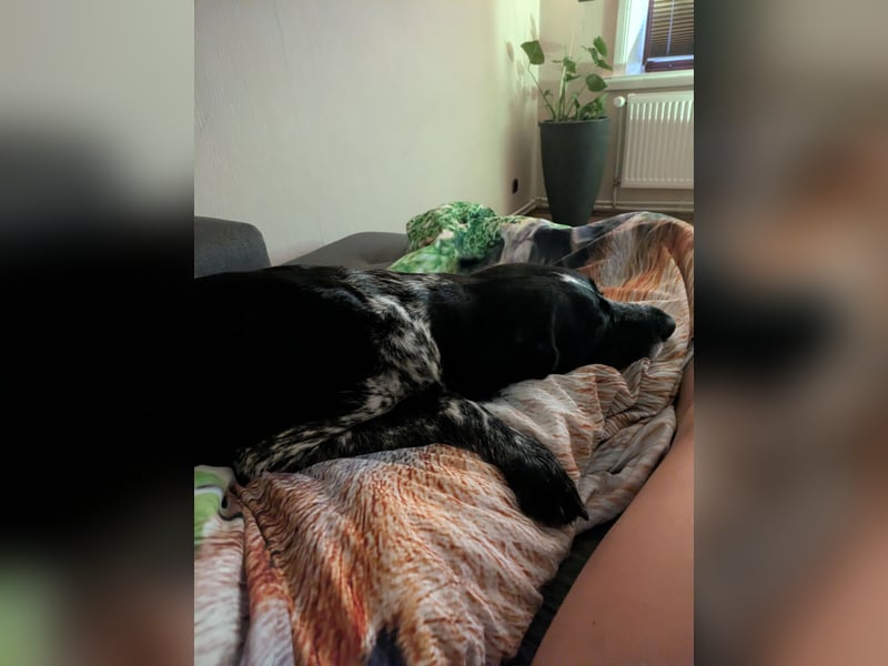 zuckersüße Drahthaar Mix Hündin