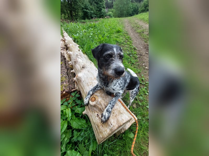 Findus liebt Spurensuche