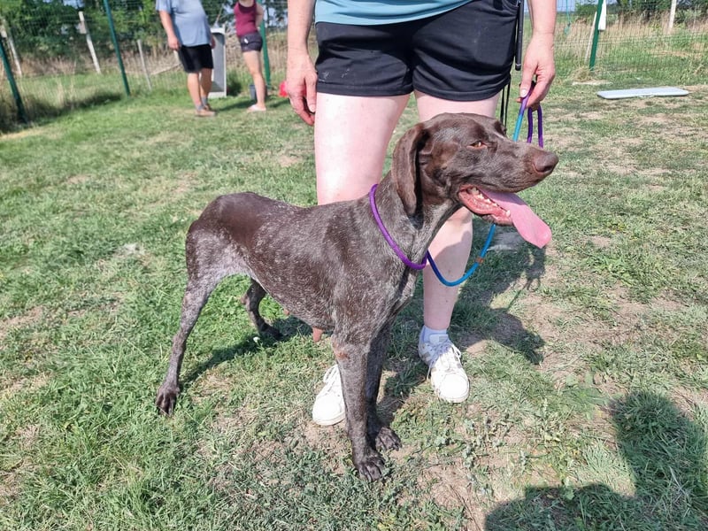 Mendi, geboren 28.06.2022, 60cm sucht liebevolles Zuhause