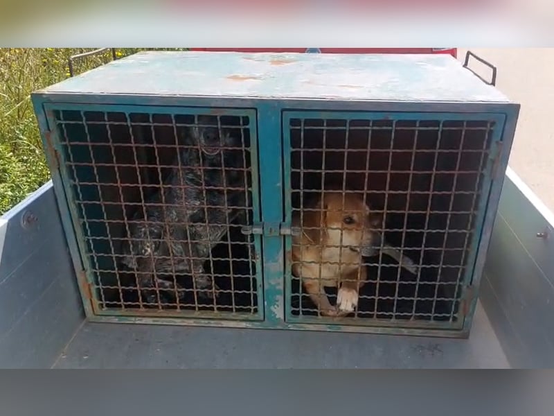 Nila: eine sanfte Seele zerbricht im Tierheim