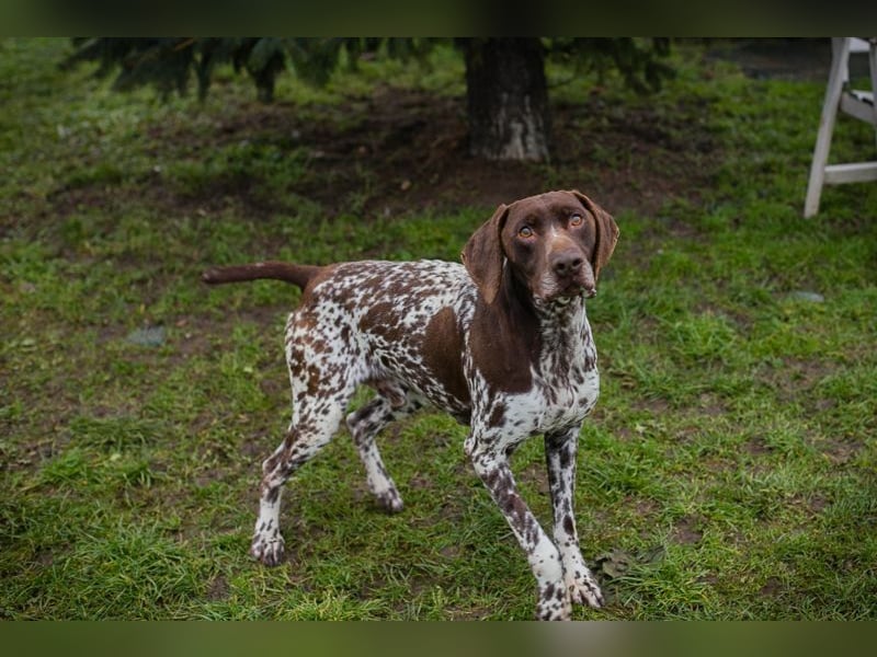 Chip-Nr. 135174 - der kräftige, freundliche Rüde freut sich auf ein tolles, hundeerfahrenes Zuhause!