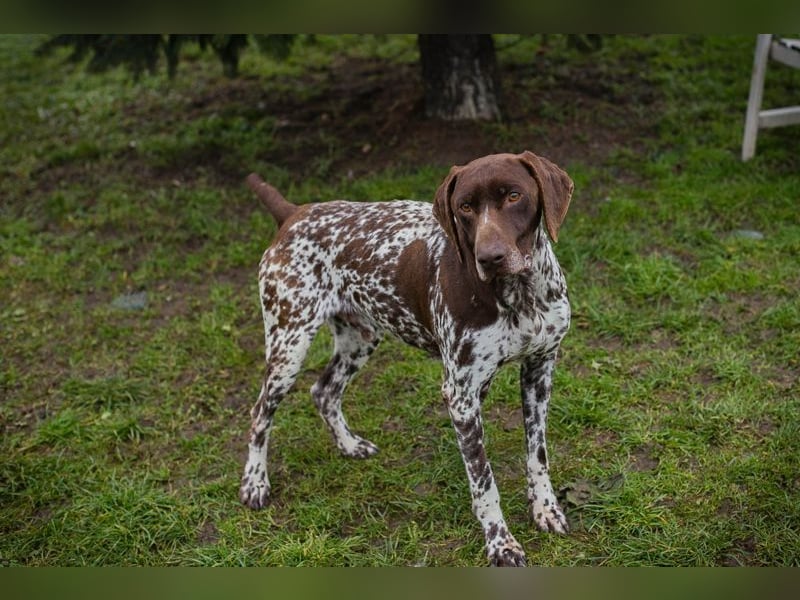 Chip-Nr. 135174 - der kräftige, freundliche Rüde freut sich auf ein tolles, hundeerfahrenes Zuhause!