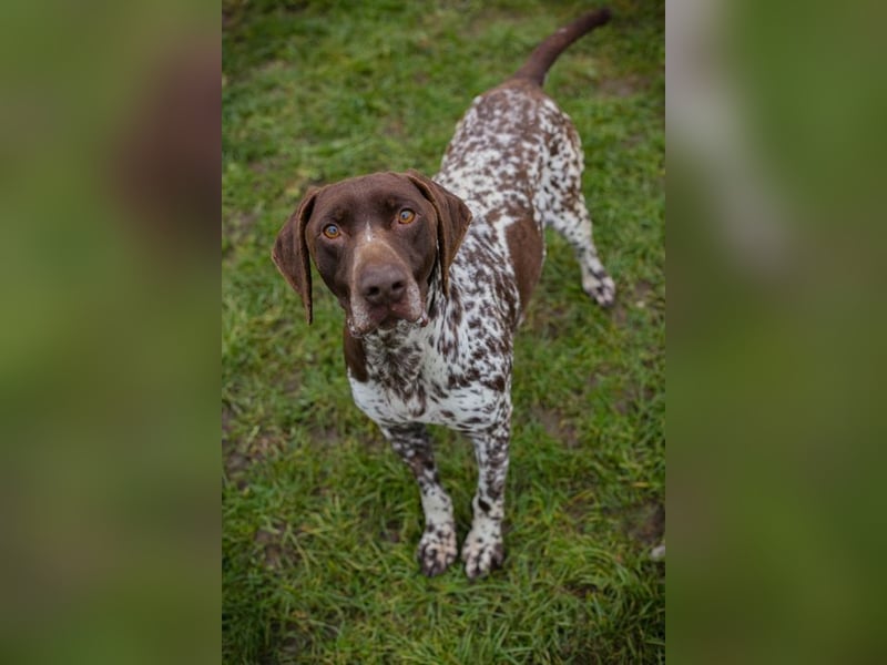 Chip-Nr. 135174 - der kräftige, freundliche Rüde freut sich auf ein tolles, hundeerfahrenes Zuhause!