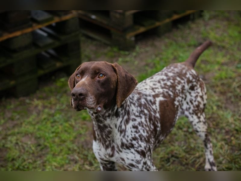 Chip-Nr. 135174 - der kräftige, freundliche Rüde freut sich auf ein tolles, hundeerfahrenes Zuhause!