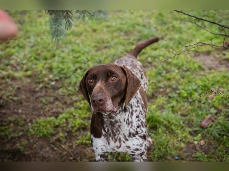 Chip-Nr. 135174 - der kräftige, freundliche Rüde freut sich auf ein tolles, hundeerfahrenes Zuhause!