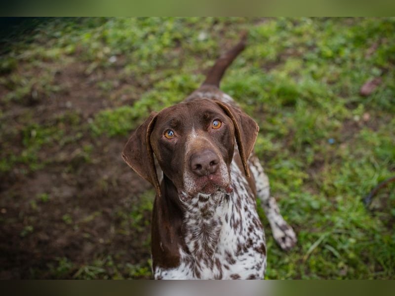 Chip-Nr. 135174 - der kräftige, freundliche Rüde freut sich auf ein tolles, hundeerfahrenes Zuhause!