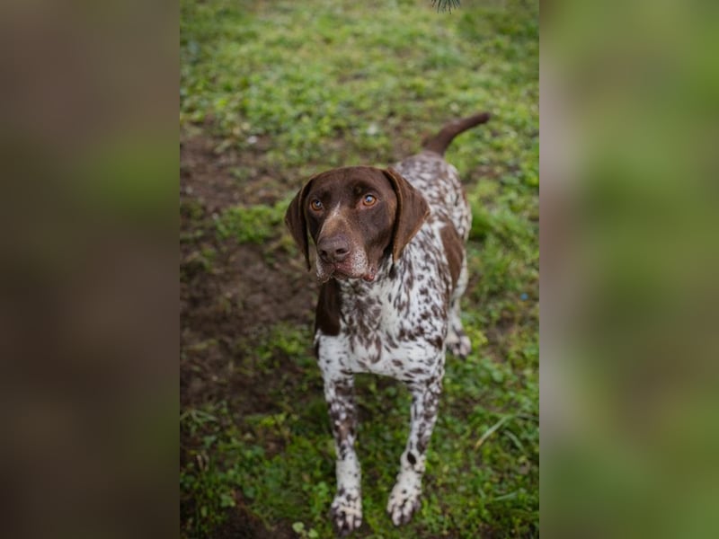 Chip-Nr. 135174 - der kräftige, freundliche Rüde freut sich auf ein tolles, hundeerfahrenes Zuhause!