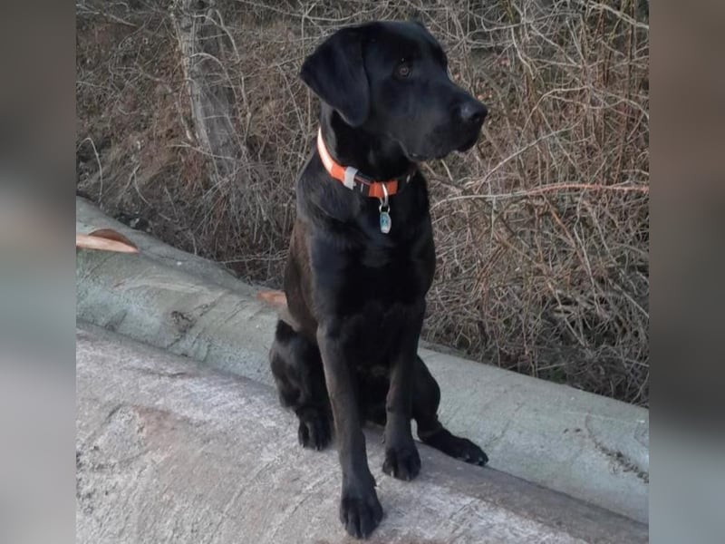Drahthaar Labrador Drablador