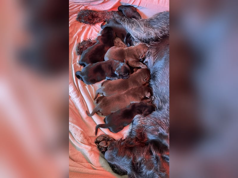Drahthaar Labrador Drablador