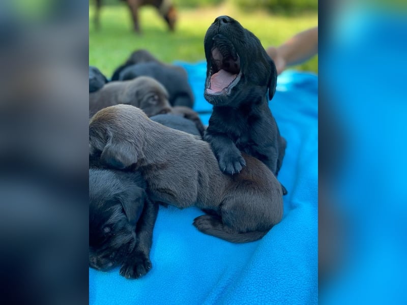 Drahthaar Labrador Drablador