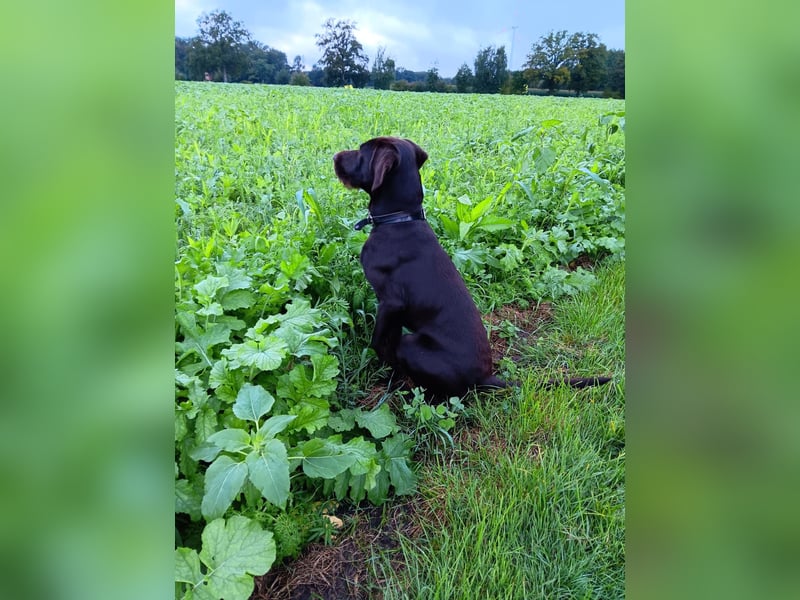 Drahthaar Labrador Drablador