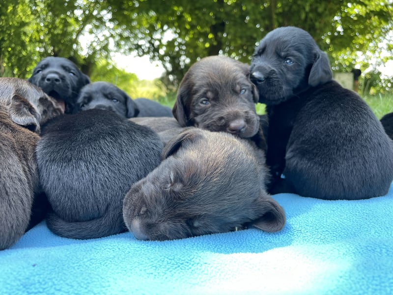 Drahthaar Labrador Drablador