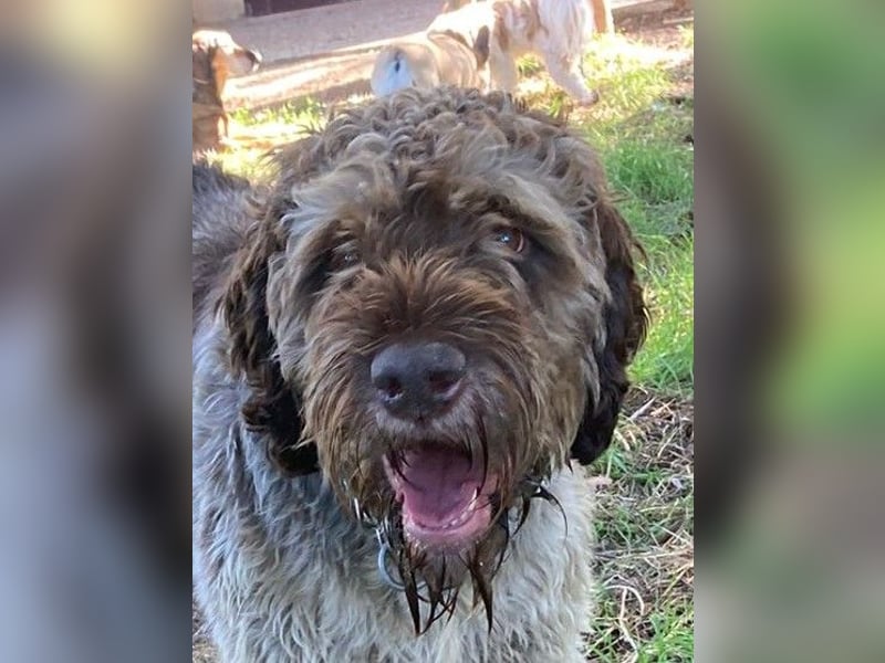 Book - ein großer guter Junge