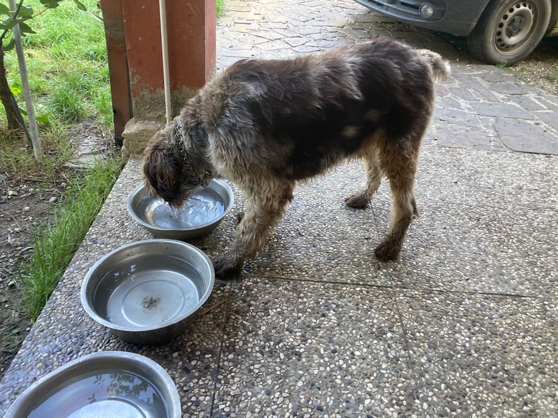 Book - ein großer guter Junge
