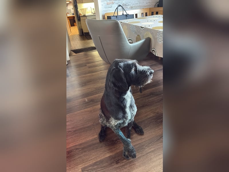 Deutsch Drahthaar sucht neuen Freund