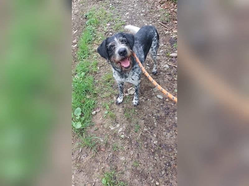 Findus - wurde ausgesetzt