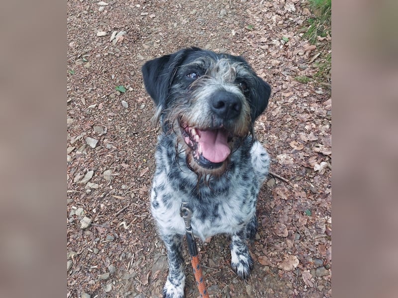 Findus - wurde ausgesetzt