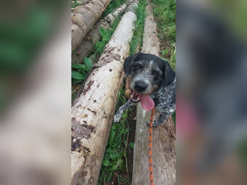 Findus - wurde ausgesetzt