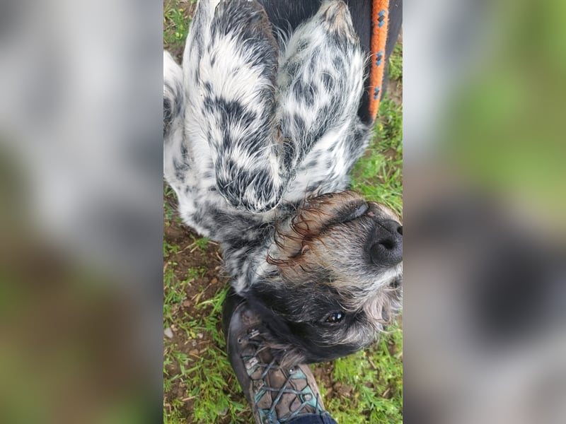 Findus - wurde ausgesetzt